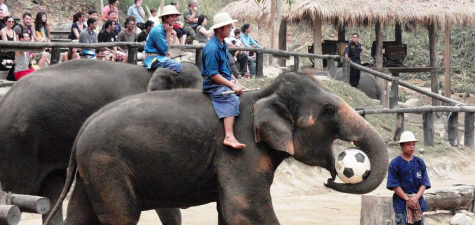 Excursión al Campamento de Elefantes de Mae Sa y Granja de Orquideas